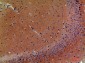 Neuregulin-3 Polyclonal Antibody